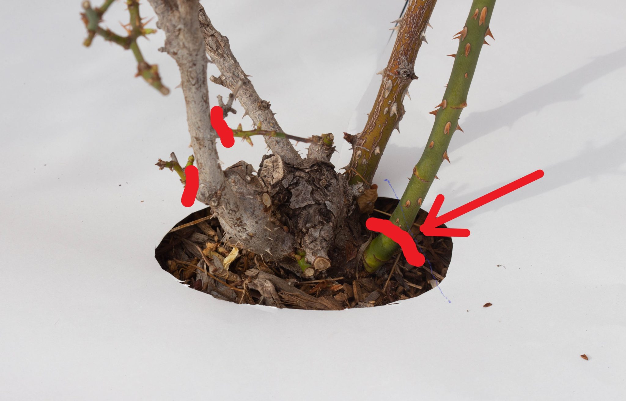 Stem Cutting Of Rose Diagram