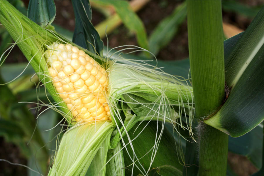 Soil and Fertilization Needs of Corn in the Home Garden