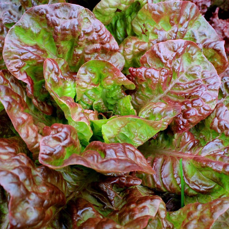 Using Headed Lettuce in a Sustainable Garden