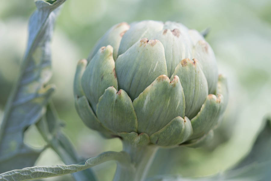 Growing Artichokes: 3 Tips For Encouraging Bud Development