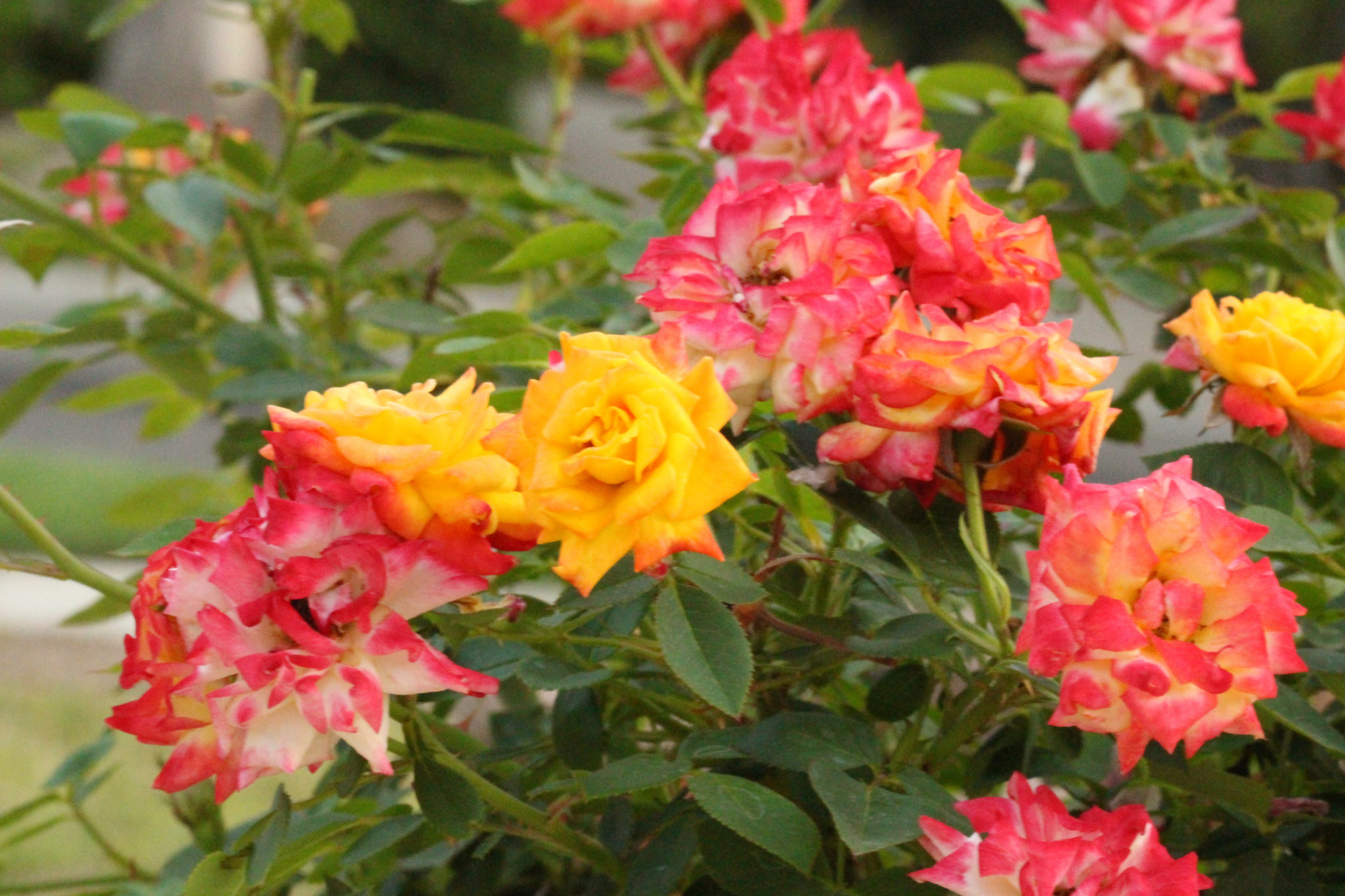 GardenZeus Recommendations for Miniature Rose Varieties In California ...