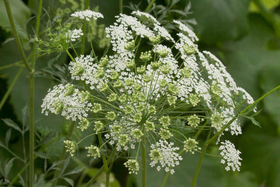 What Does a Carrot Look Like in a Sustainable Garden?