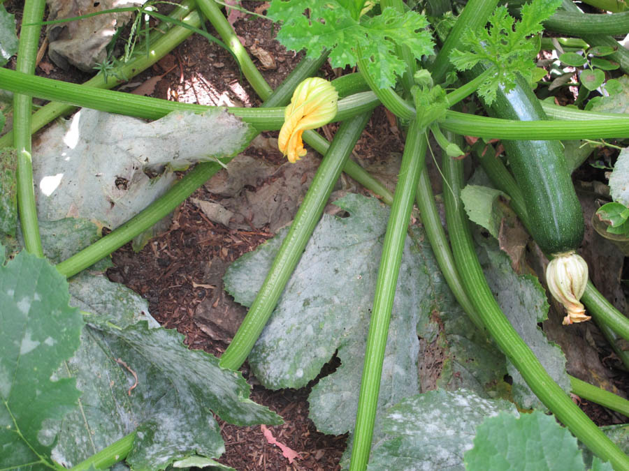 Mildew A Common Problem With Zucchini Plants