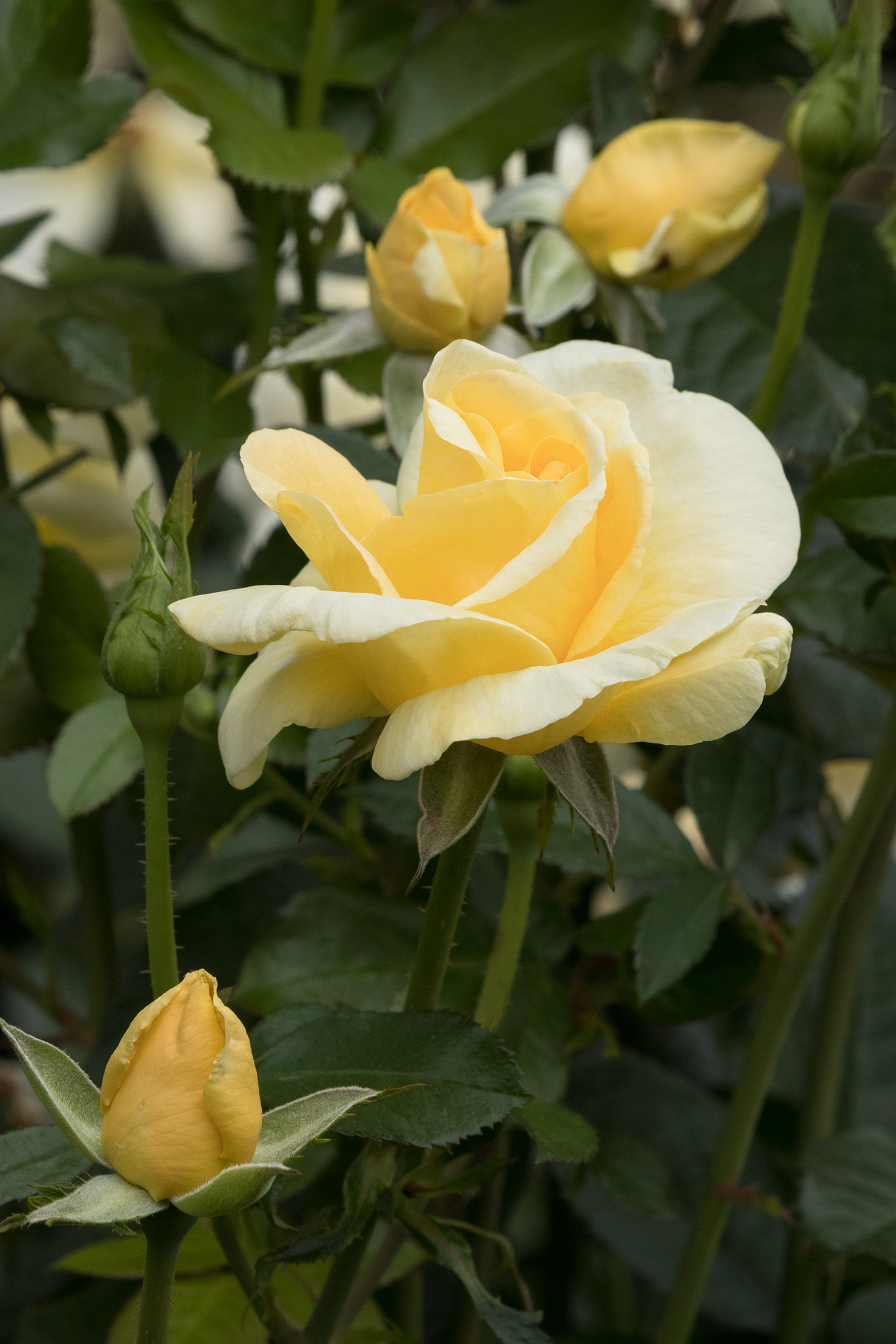 Hybrid Tea - Star® Roses and Plants