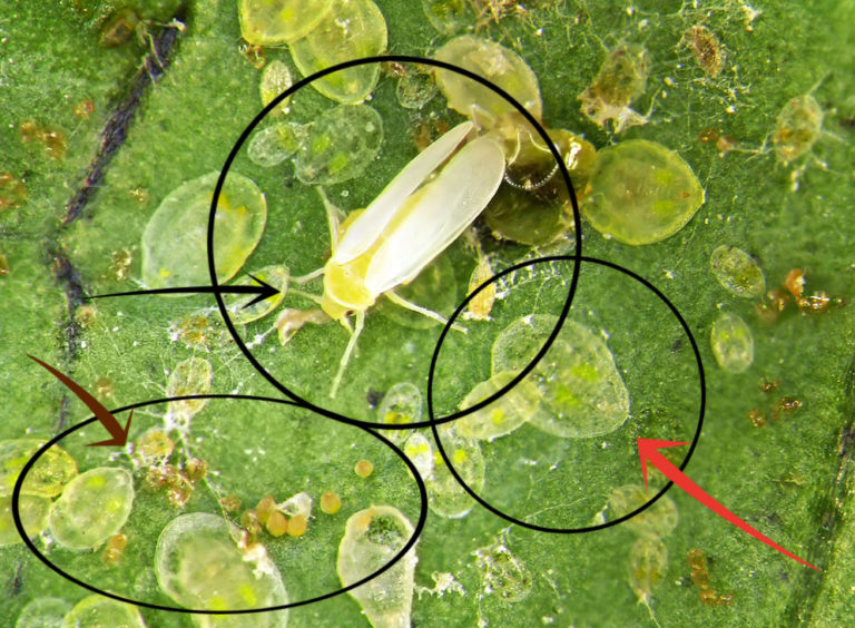 Whiteflies in the California Home Garden, Part 1 of 3: Introduction