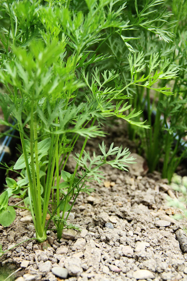 Tips for Growing Carrots in December