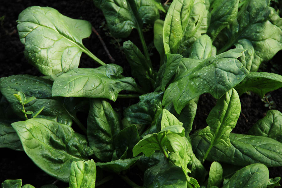 Growing Spinach: Tips for Spring in Moderate Mediterranean Climates