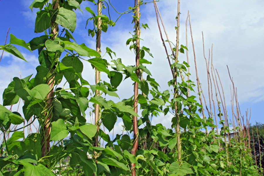 GardenZeus Quick Tips: Diagnosing Common Problems with Pole Bean