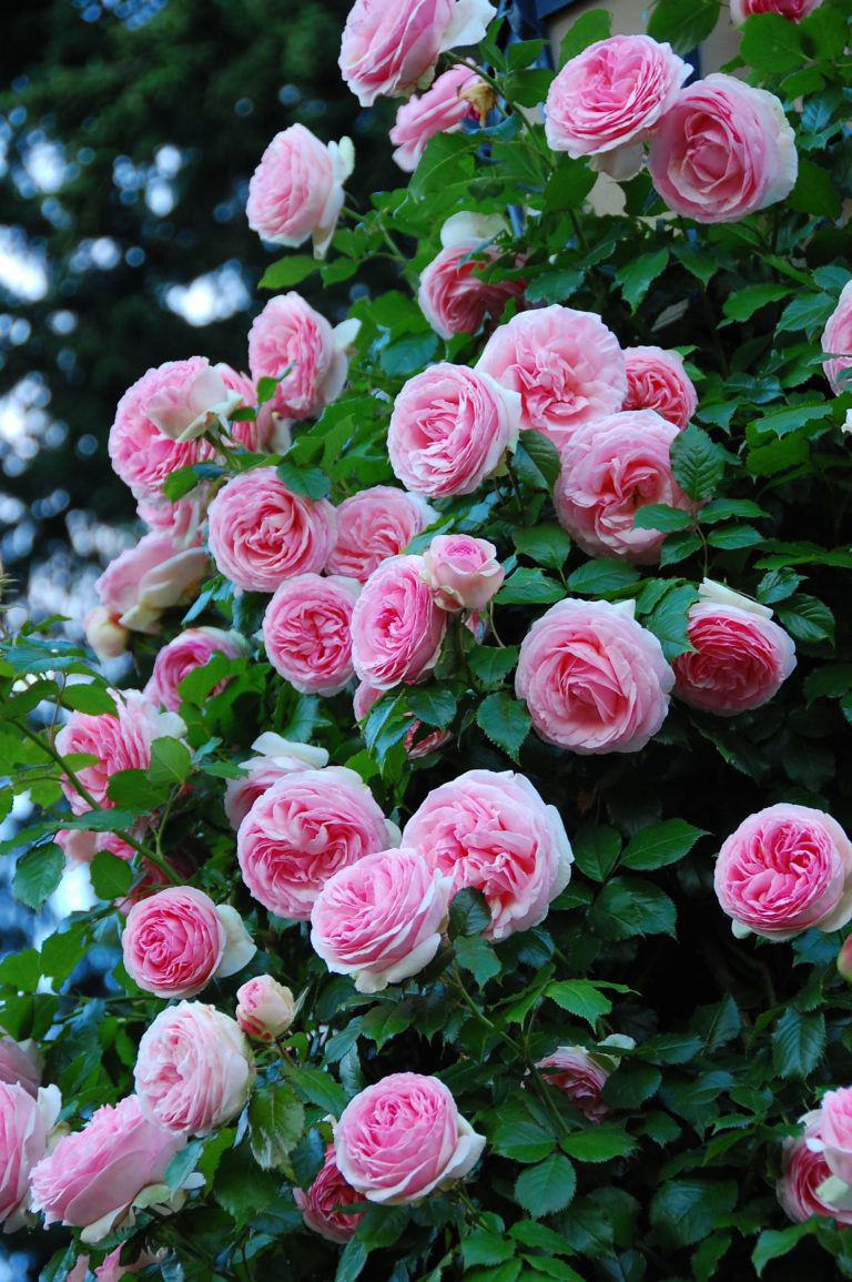 GardenZeus Recommendations for Climbing Rose Varieties in California ...