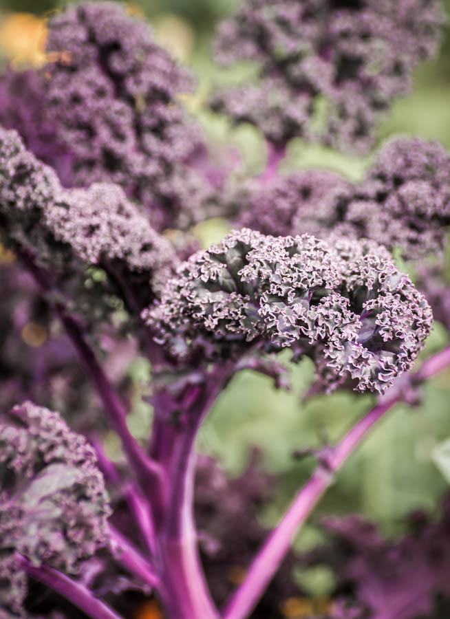 Growing Kale in a Sustainable Garden