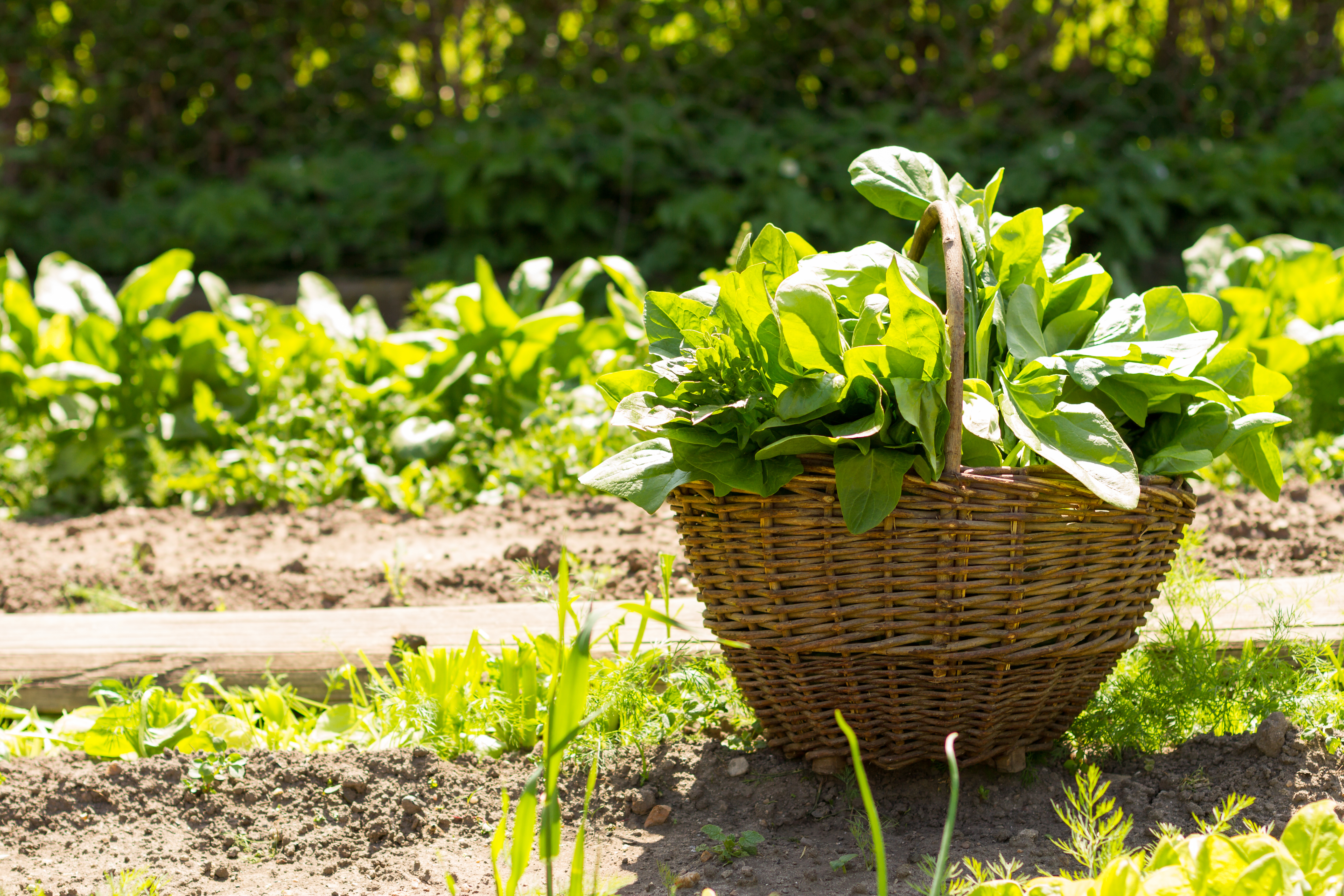 February Gardening in Southern California’s Coastal Areas