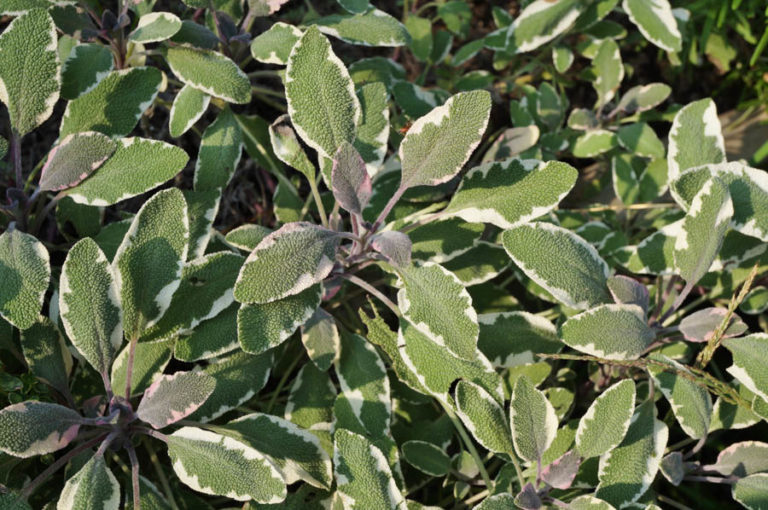 GardenZeus Recommendations for Edible Sage