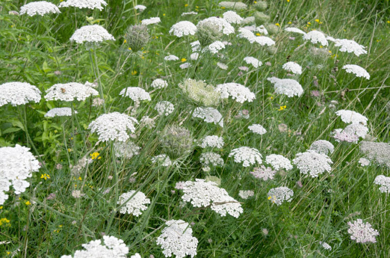 How to Grow Carrot Plants in a Sustainable Garden