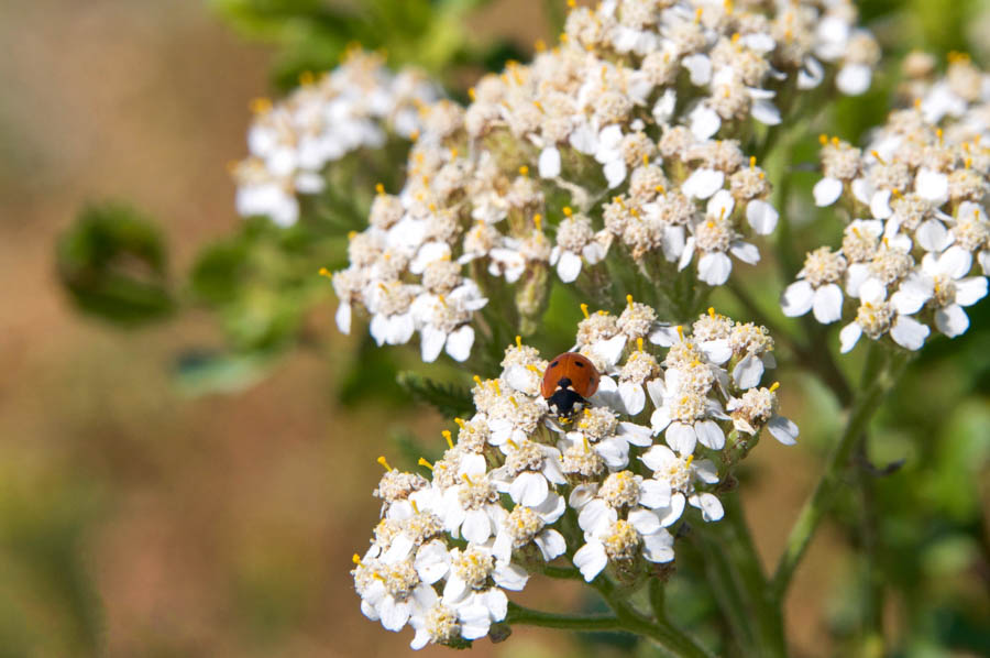 What Does a Carrot Look Like in a Sustainable Garden?