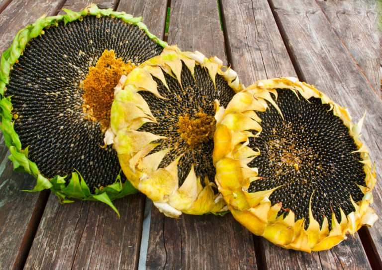 Sunflower Varieties Growing for Seeds and Cut Flowers