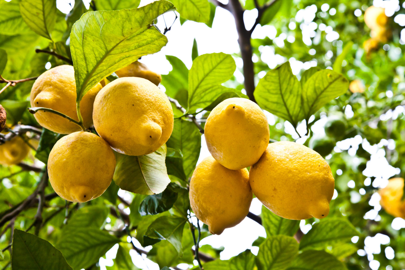 Harvesting Citrus in the Home Garden: Preharvest Care